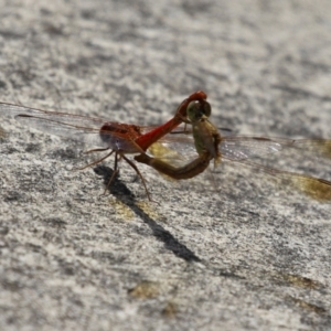 Diplacodes haematodes at Coombs Ponds - 1 Mar 2024