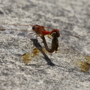 Diplacodes haematodes at Coombs Ponds - 1 Mar 2024