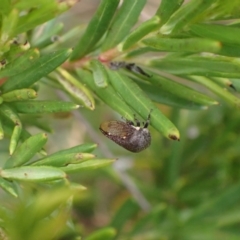 Terentius convexus at Murrumbateman, NSW - 1 Mar 2024