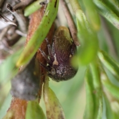 Terentius convexus at Murrumbateman, NSW - 1 Mar 2024