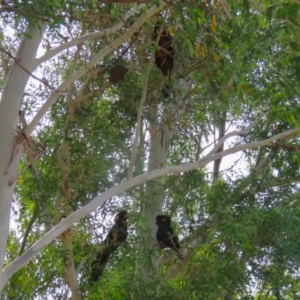 Zanda funerea at Coombs Ponds - 1 Mar 2024