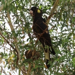 Zanda funerea at Coombs Ponds - 1 Mar 2024