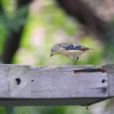 Pardalotus punctatus (Spotted Pardalote) at Richardson, ACT - 29 Feb 2024 by MB