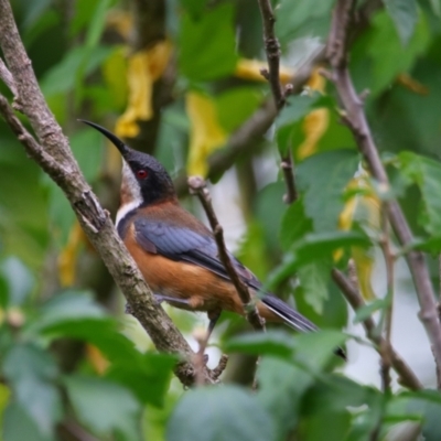 Acanthorhynchus tenuirostris (Eastern Spinebill) at Richardson, ACT - 29 Feb 2024 by MB