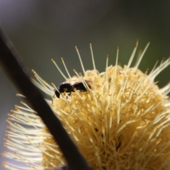 Meroglossa itamuca at QPRC LGA - 1 Mar 2024