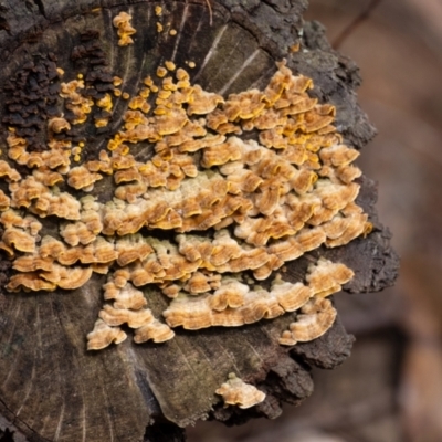 Unidentified Underside smooth or wrinkled/roughened <Stereum etc> at Penrose, NSW - 27 Feb 2024 by Aussiegall