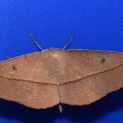 Phallaria ophiusaria (Large Leaf Moth) at QPRC LGA - 28 Feb 2024 by DianneClarke