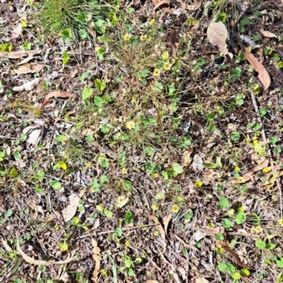 Tolpis barbata (Yellow Hawkweed) at Mount Majura - 29 Feb 2024 by abread111