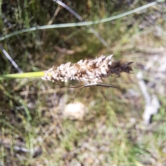 Alydidae (family) (A broad-headed bug) at Watson, ACT - 1 Mar 2024 by abread111