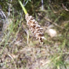 Alydidae (family) at Mount Majura - 1 Mar 2024