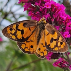 Heteronympha penelope (Shouldered Brown) at QPRC LGA - 1 Mar 2024 by MatthewFrawley