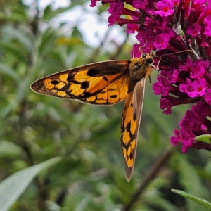 Heteronympha penelope at QPRC LGA - 1 Mar 2024