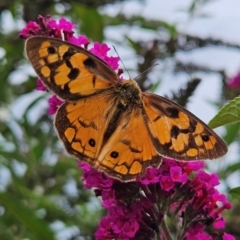 Heteronympha penelope at QPRC LGA - 1 Mar 2024 05:14 PM