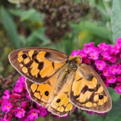 Heteronympha penelope at QPRC LGA - 1 Mar 2024