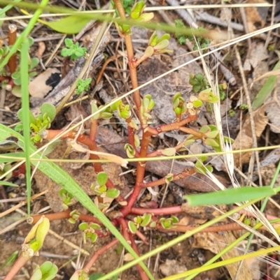 Portulaca oleracea (Pigweed, Purslane) at Stirling Park - 26 Feb 2024 by WalkYonder