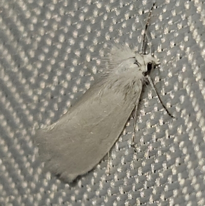 Tipanaea patulella (The White Crambid moth) at QPRC LGA - 1 Mar 2024 by MatthewFrawley