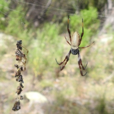 Trichonephila edulis (Golden orb weaver) at McQuoids Hill NR (MCQ) - 1 Mar 2024 by HelenCross