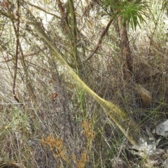 Trichonephila edulis at McQuoids Hill NR (MCQ) - 1 Mar 2024 10:59 AM