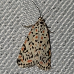 Utetheisa pulchelloides (Heliotrope Moth) at QPRC LGA - 1 Mar 2024 by MatthewFrawley