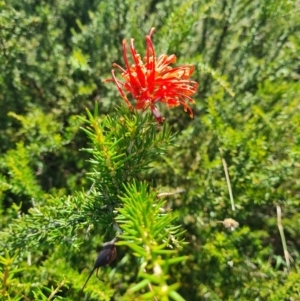 Grevillea juniperina subsp. fortis at Lake Ginninderra - 1 Mar 2024