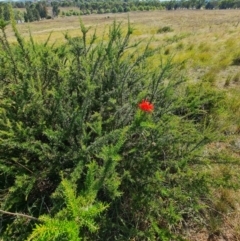 Grevillea juniperina subsp. fortis at Lake Ginninderra - 1 Mar 2024 10:18 AM