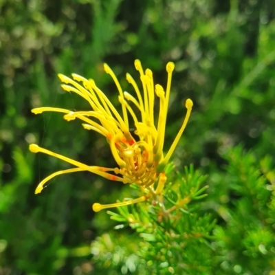 Grevillea sp. (Grevillea) at Belconnen, ACT - 29 Feb 2024 by WalkYonder