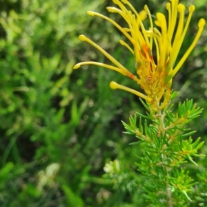 Grevillea sp. at Lake Ginninderra - 1 Mar 2024 10:16 AM