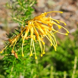 Grevillea sp. at Lake Ginninderra - 1 Mar 2024 10:16 AM