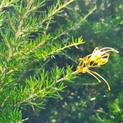 Grevillea sp. at Lake Ginninderra - 1 Mar 2024 10:16 AM