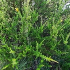 Grevillea sp. at Lake Ginninderra - 1 Mar 2024 10:16 AM