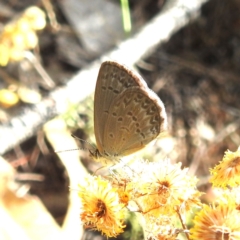 Zizina otis (Common Grass-Blue) at McQuoids Hill NR (MCQ) - 1 Mar 2024 by HelenCross