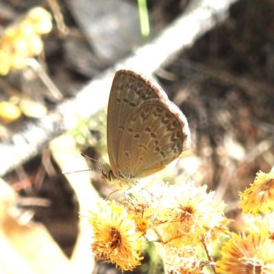 Zizina otis (Common Grass-Blue) at Kambah, ACT - 29 Feb 2024 by HelenCross