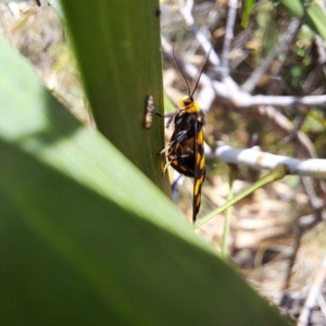 Asura lydia at Mount Majura - 1 Mar 2024