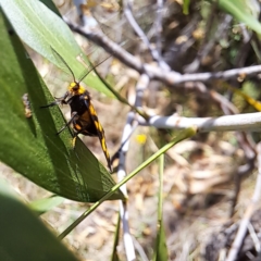 Asura lydia at Mount Majura - 1 Mar 2024