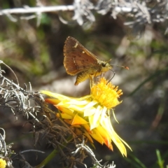 Dispar compacta (Barred Skipper) at McQuoids Hill NR (MCQ) - 29 Feb 2024 by HelenCross