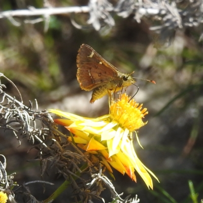 Dispar compacta (Barred Skipper) at McQuoids Hill NR (MCQ) - 1 Mar 2024 by HelenCross