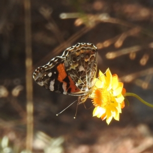 Vanessa kershawi at McQuoids Hill NR (MCQ) - 1 Mar 2024