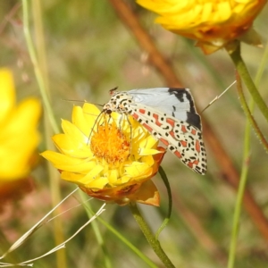 Utetheisa pulchelloides at McQuoids Hill NR (MCQ) - 1 Mar 2024