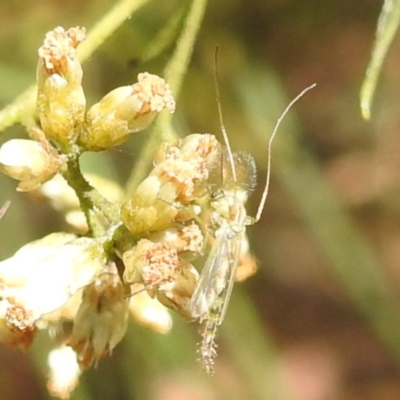 Chironomidae (family) (Non-biting Midge) at McQuoids Hill NR (MCQ) - 1 Mar 2024 by HelenCross