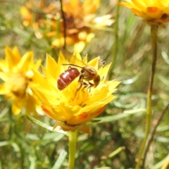 Lasioglossum (Parasphecodes) sp. (genus & subgenus) (Halictid bee) at Kambah, ACT - 29 Feb 2024 by HelenCross