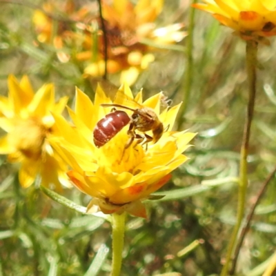 Lasioglossum (Parasphecodes) sp. (genus & subgenus) (Halictid bee) at Kambah, ACT - 29 Feb 2024 by HelenCross