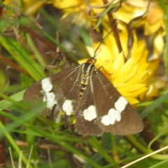 Nyctemera amicus (Senecio Moth, Magpie Moth, Cineraria Moth) at McQuoids Hill NR (MCQ) - 1 Mar 2024 by HelenCross