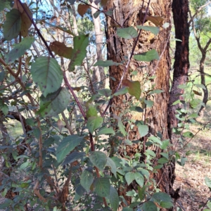 Prunus cerasifera at Watson Woodlands - 1 Mar 2024