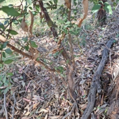 Prunus cerasifera at Watson Woodlands - 1 Mar 2024