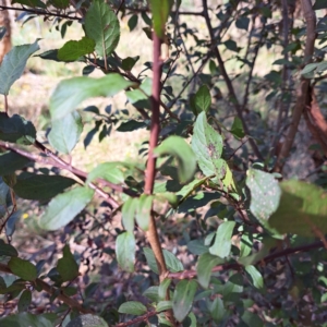 Prunus cerasifera at Watson Woodlands - 1 Mar 2024 10:15 AM