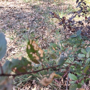 Prunus cerasifera at Watson Woodlands - 1 Mar 2024