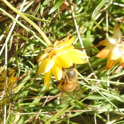Apis mellifera (European honey bee) at Kambah, ACT - 29 Feb 2024 by HelenCross