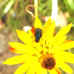 Muscidae (family) (Unidentified muscid fly) at McQuoids Hill NR (MCQ) - 1 Mar 2024 by HelenCross