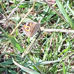 Junonia villida at Watson, ACT - 1 Mar 2024 10:11 AM