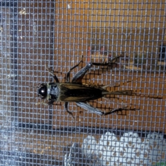 Teleogryllus commodus (Black Field Cricket) at Kambah, ACT - 1 Mar 2024 by HelenCross